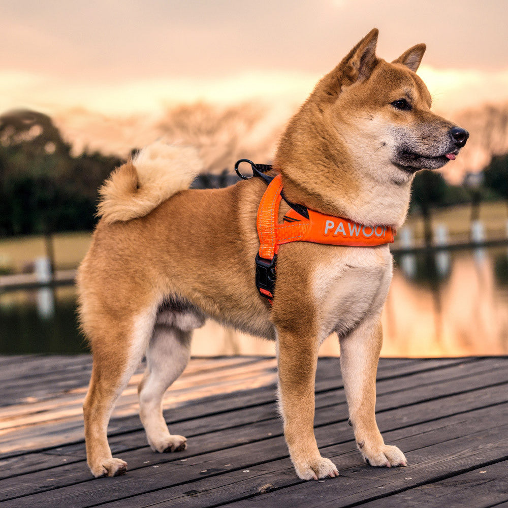 Leash on dog chest strap