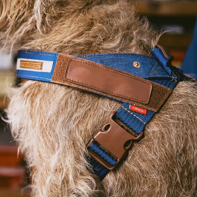 PetReflective Dog Chest Strap At Night