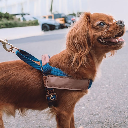 PetReflective Dog Chest Strap At Night