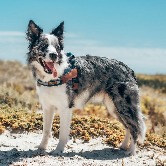 PetReflective Dog Chest Strap At Night